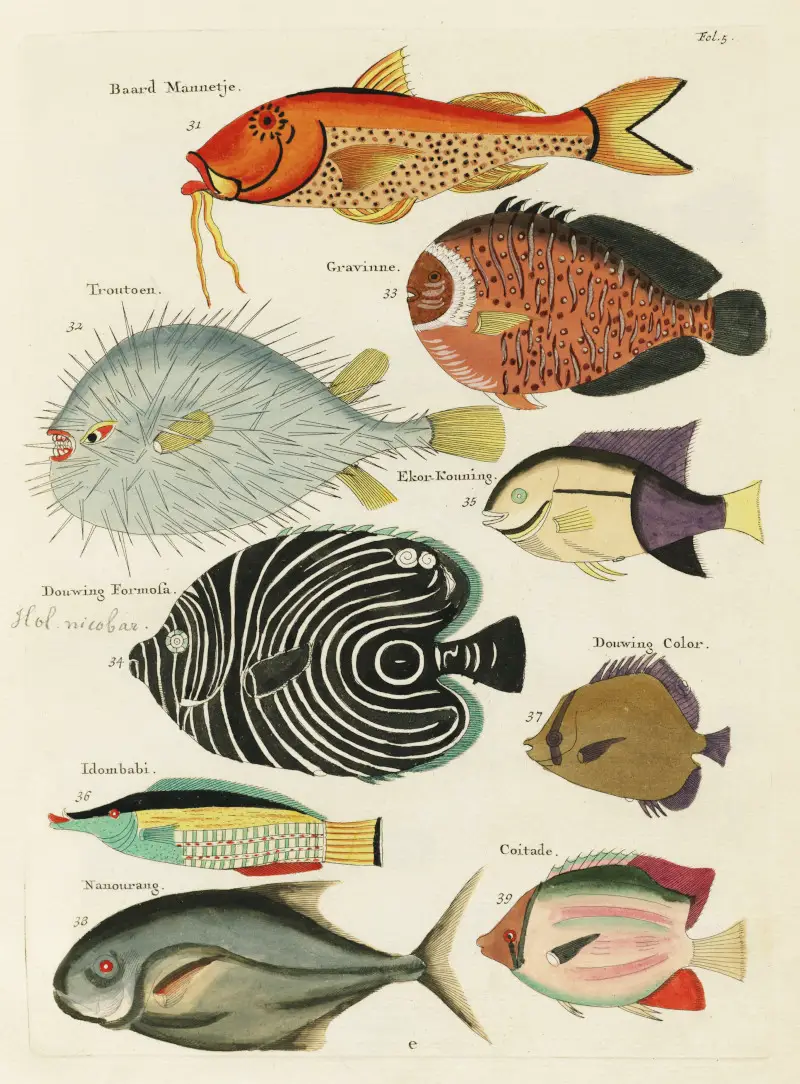 Colorful and surreal illustrations of fishfound Indonesia and the East Indies by Louis Renard